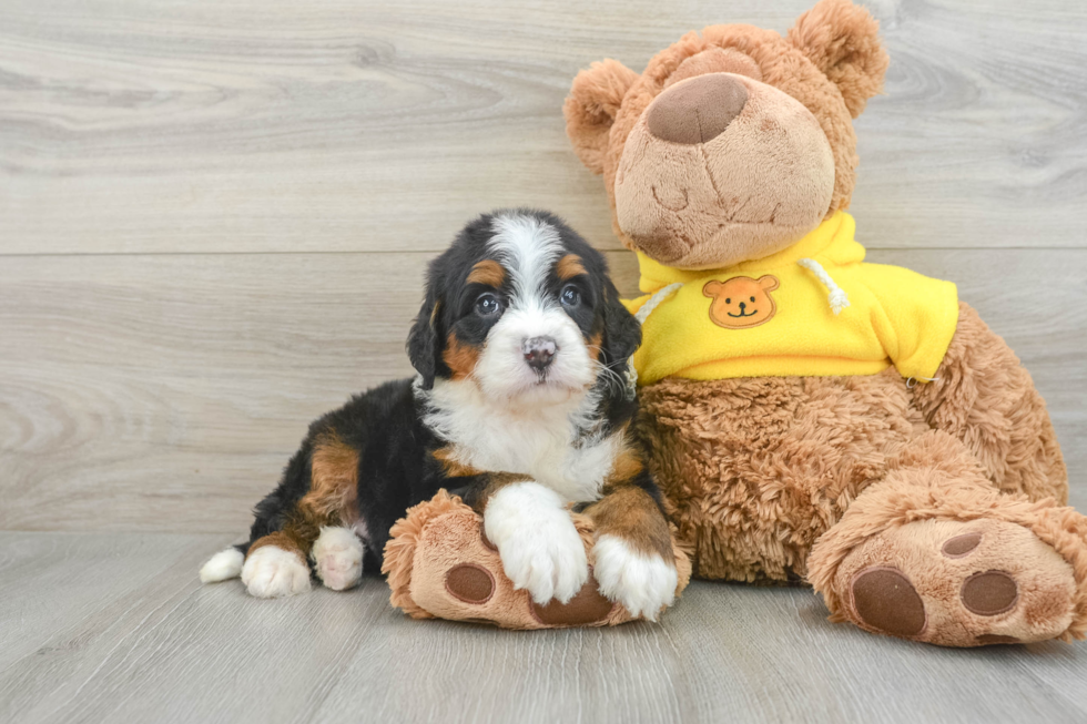 Smart Mini Bernedoodle Poodle Mix Pup