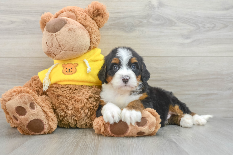 6 week old Mini Bernedoodle Puppy For Sale - Premier Pups