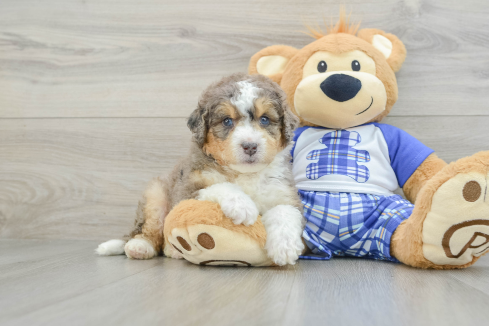 Mini Bernedoodle Pup Being Cute