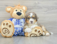 6 week old Mini Bernedoodle Puppy For Sale - Premier Pups