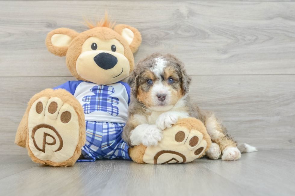 6 week old Mini Bernedoodle Puppy For Sale - Premier Pups