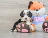8 week old Mini Bernedoodle Puppy For Sale - Premier Pups