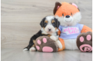 Sweet Mini Bernedoodle Baby