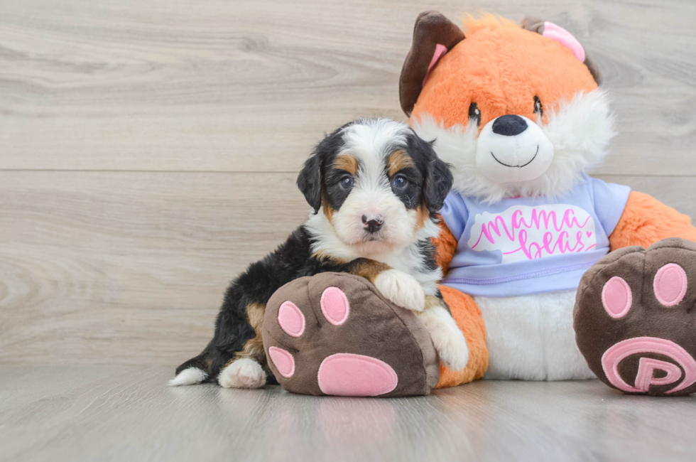 5 week old Mini Bernedoodle Puppy For Sale - Premier Pups