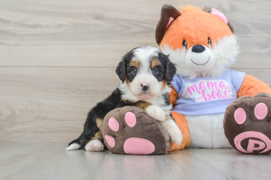 Sweet Mini Bernedoodle Baby