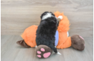 Hypoallergenic Mini Bernesedoodle Poodle Mix Puppy