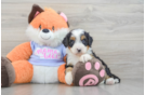 Friendly Mini Bernedoodle Baby