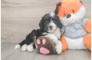 Happy Mini Bernedoodle Baby