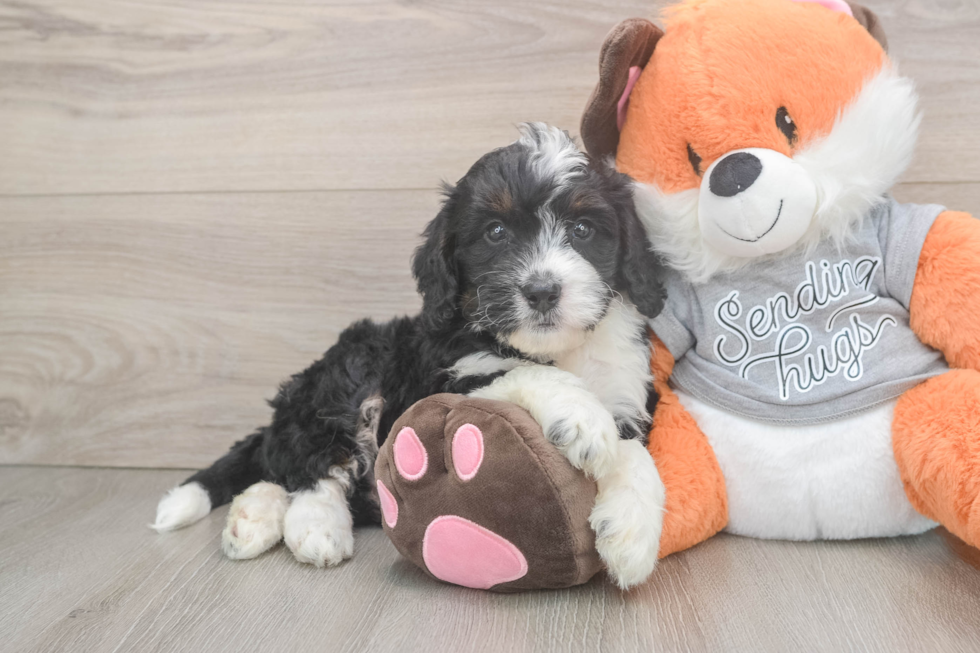 Happy Mini Bernedoodle Baby