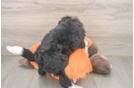 Happy Mini Bernedoodle Baby