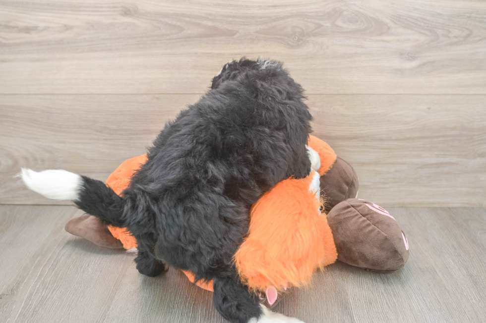 Happy Mini Bernedoodle Baby