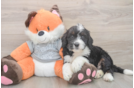 Mini Bernedoodle Puppy for Adoption