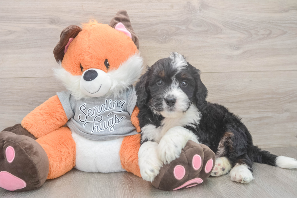Mini Bernedoodle Puppy for Adoption