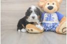 Mini Bernedoodle Puppy for Adoption