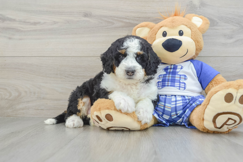 Fluffy Mini Bernedoodle Poodle Mix Pup