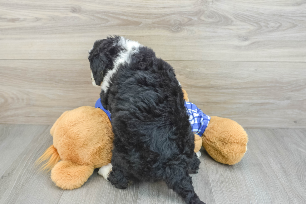 Best Mini Bernedoodle Baby