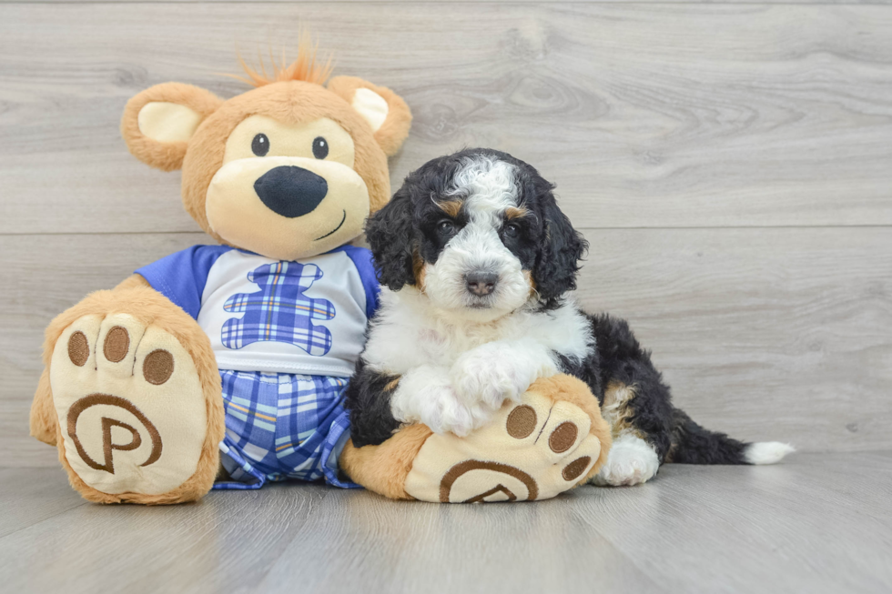 Fluffy Mini Bernedoodle Poodle Mix Pup