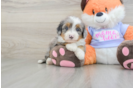 Fluffy Mini Bernedoodle Poodle Mix Pup