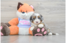 Petite Mini Bernedoodle Poodle Mix Pup
