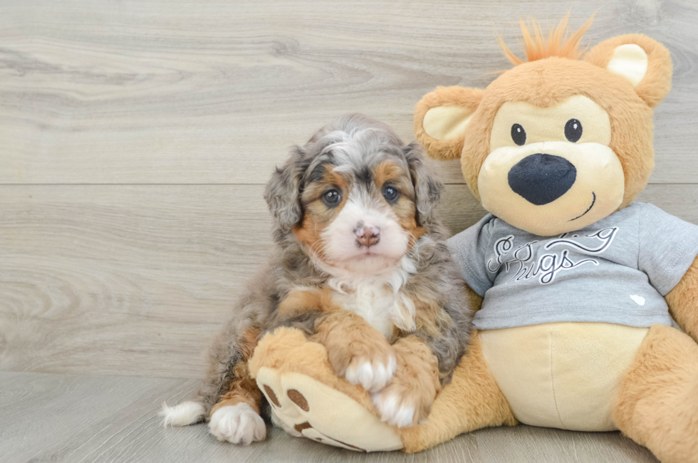 5 week old Mini Bernedoodle Puppy For Sale - Premier Pups