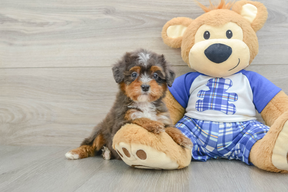 Small Mini Bernedoodle Baby