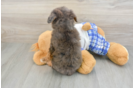 Mini Bernedoodle Puppy for Adoption