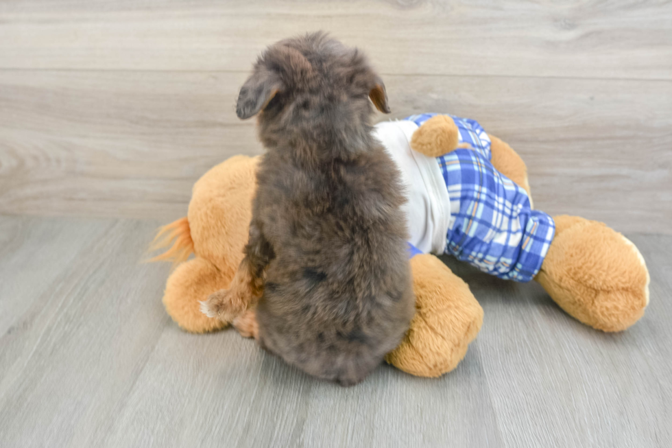 Mini Bernedoodle Puppy for Adoption
