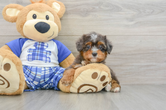 Mini Bernedoodle Pup Being Cute