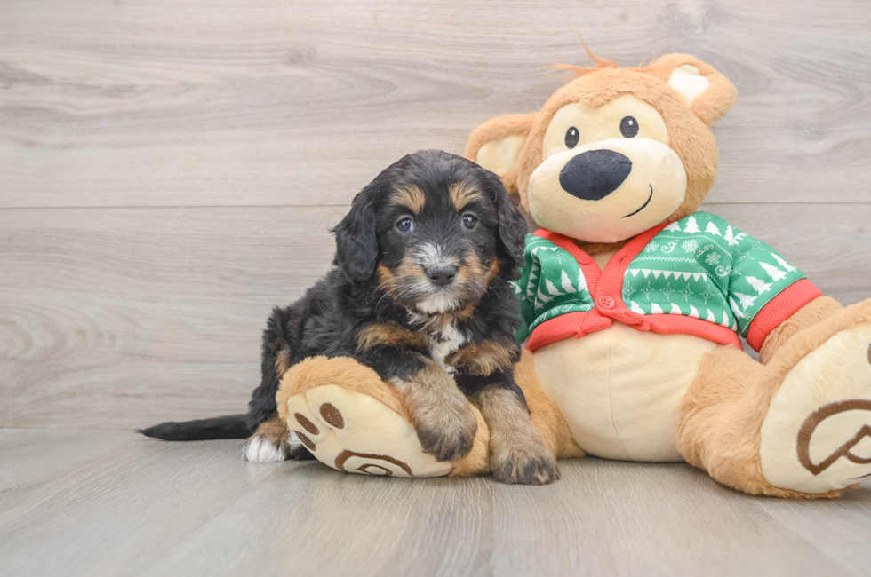 5 week old Mini Bernedoodle Puppy For Sale - Premier Pups