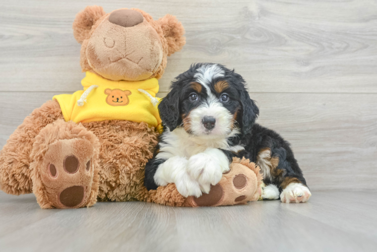 Adorable Bernadoodle Poodle Mix Puppy