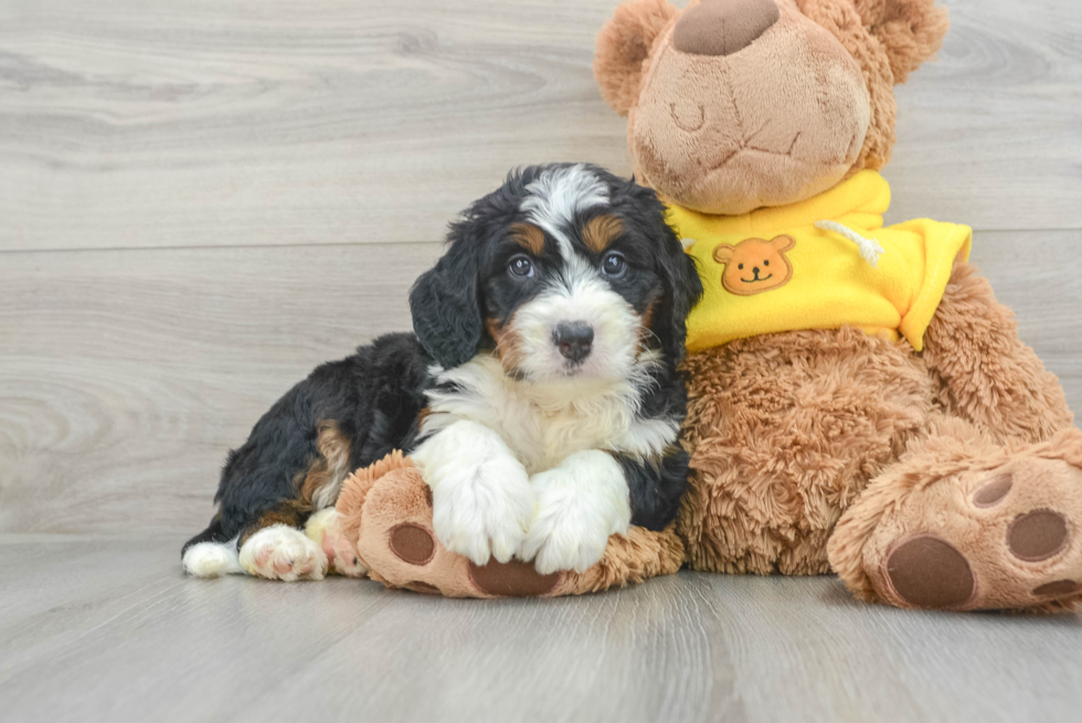 Funny Mini Bernedoodle Poodle Mix Pup