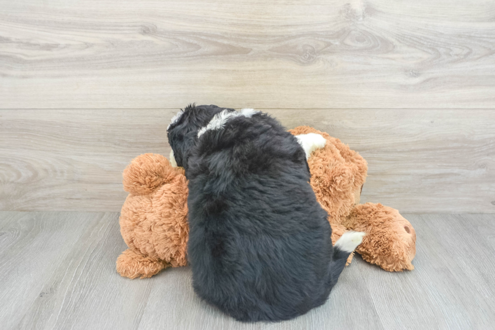 Happy Mini Bernedoodle Baby