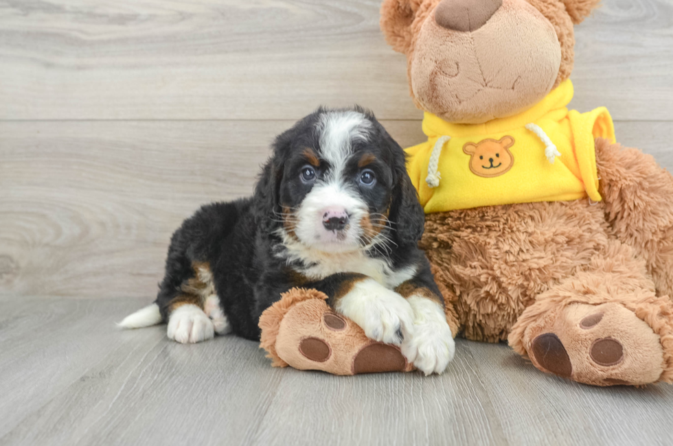 5 week old Mini Bernedoodle Puppy For Sale - Premier Pups