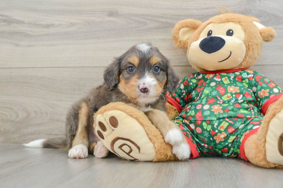 5 week old Mini Bernedoodle Puppy For Sale - Premier Pups