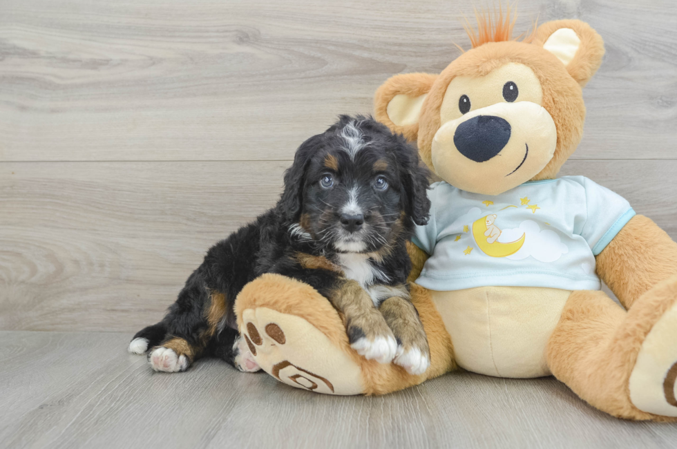 5 week old Mini Bernedoodle Puppy For Sale - Premier Pups