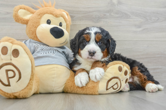 Friendly Mini Bernedoodle Baby