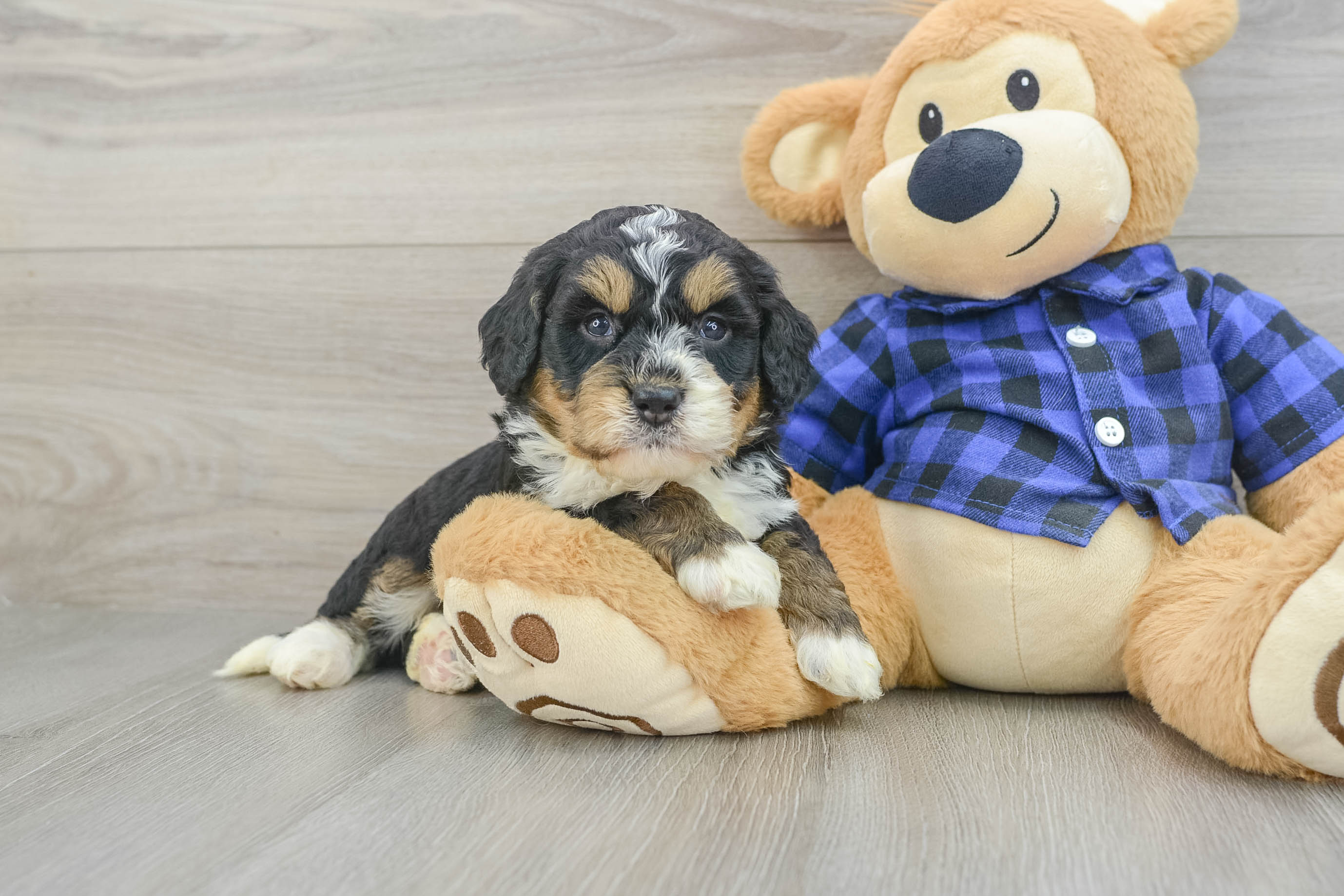 Adorable Mini Berniedoodle Poodle Mix Puppy