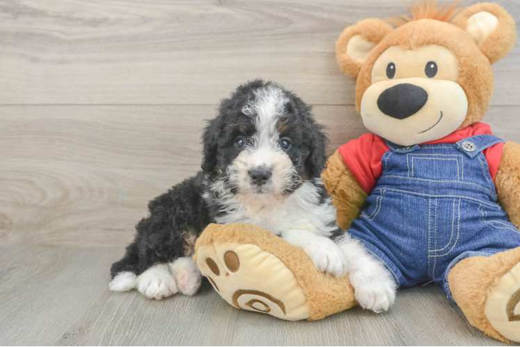 Smart Mini Bernedoodle Poodle Mix Pup