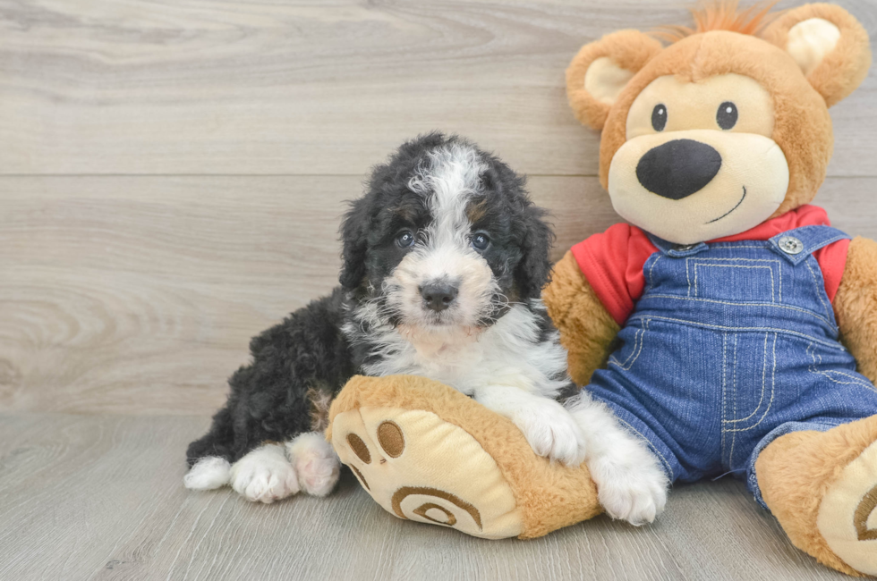 6 week old Mini Bernedoodle Puppy For Sale - Premier Pups