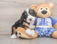 7 week old Mini Bernedoodle Puppy For Sale - Premier Pups