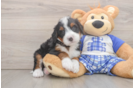 Best Mini Bernedoodle Baby