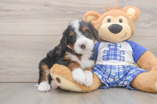 Best Mini Bernedoodle Baby