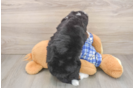 Adorable Mini Berniedoodle Poodle Mix Puppy