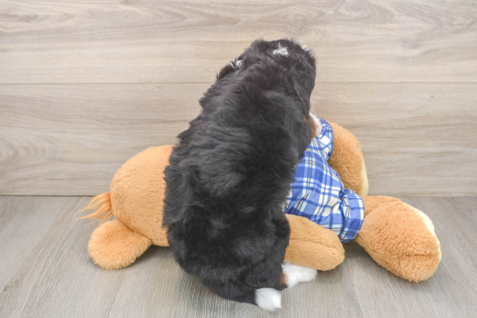 Adorable Mini Berniedoodle Poodle Mix Puppy