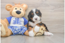 Mini Bernedoodle Puppy for Adoption