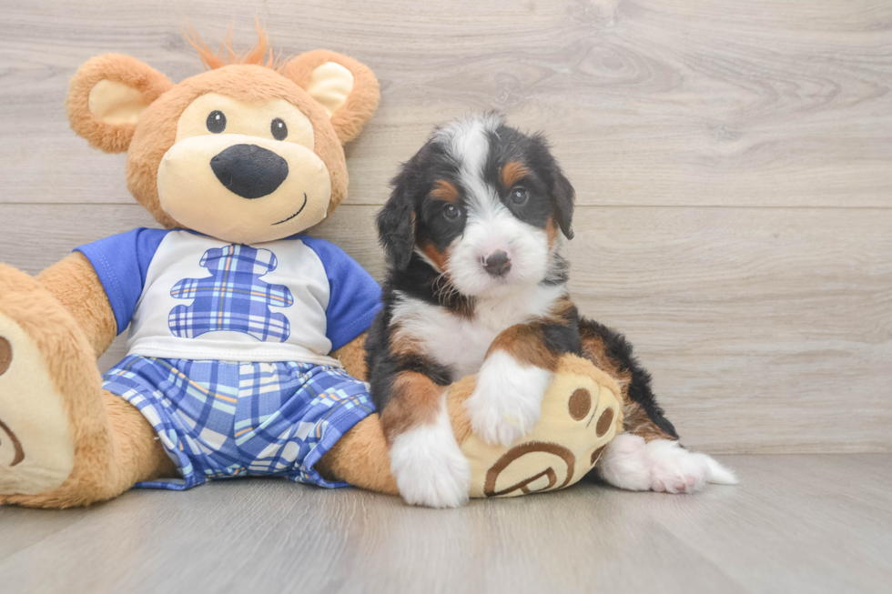 Mini Bernedoodle Puppy for Adoption
