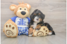 Hypoallergenic Mini Bernesedoodle Poodle Mix Puppy