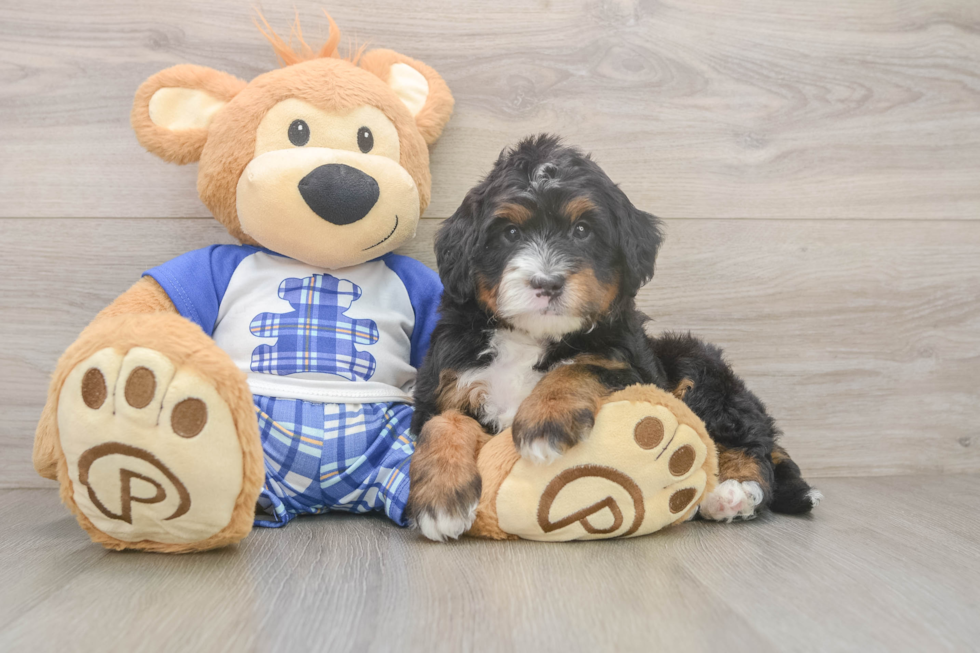 Hypoallergenic Mini Bernesedoodle Poodle Mix Puppy