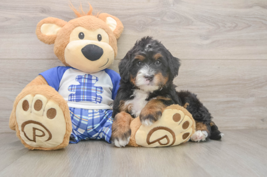 Hypoallergenic Mini Bernesedoodle Poodle Mix Puppy