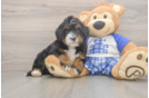 Best Mini Bernedoodle Baby